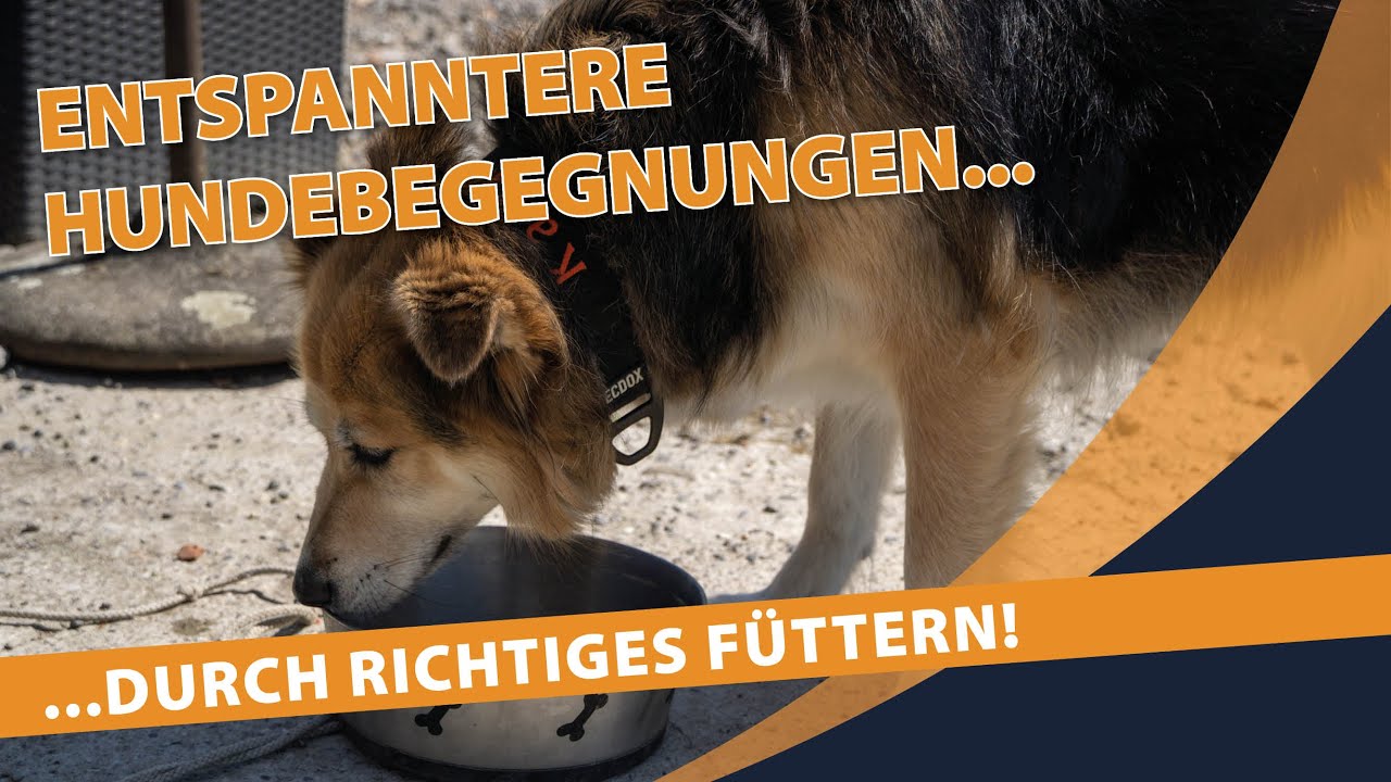 MIND-BLOW: Füttern hat Einfluss auf Hundebegegnungen!