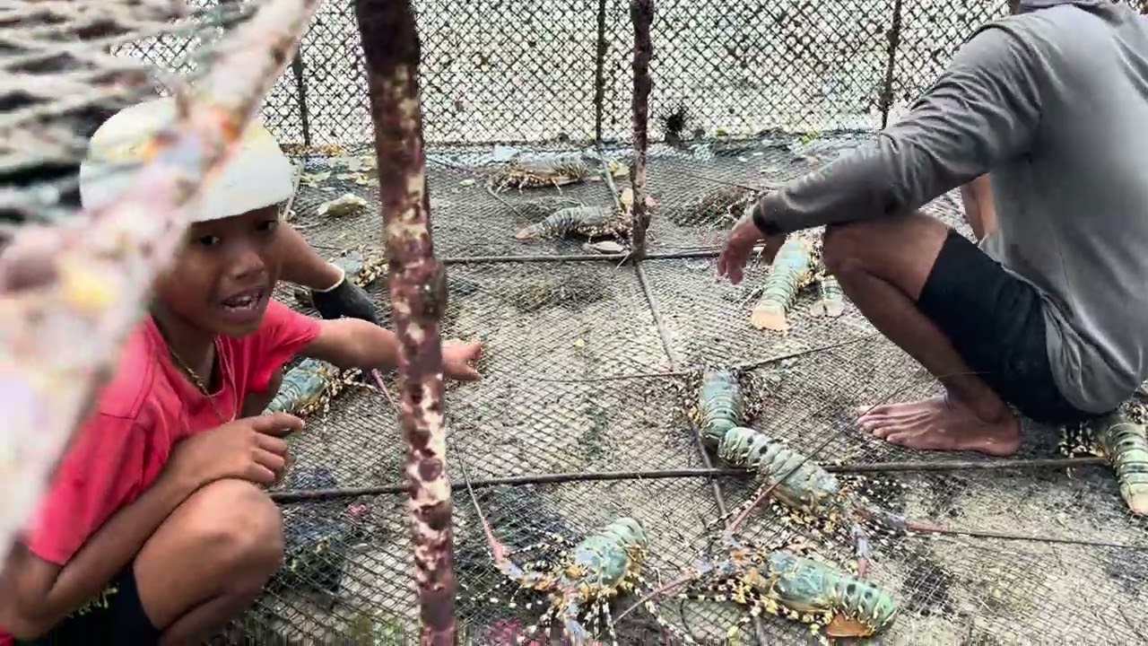 Panen udang lobster mutiarah #viral #budidaya #lobster #tranding #youtube #youtubeshorts 
