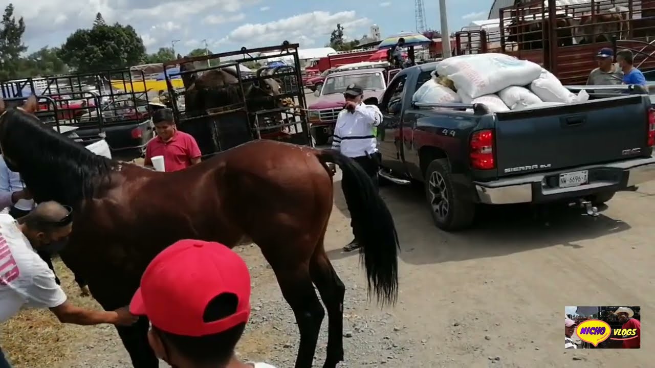 LA SUPER PLAZA GANADERA DE YECAPIXTLA MORELOS,SIMPLEMENTE INCREIBLE,PASANDO TOROS DE CAMION A CAMION