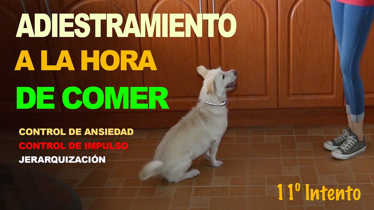 Adiestramiento a la hora de comer