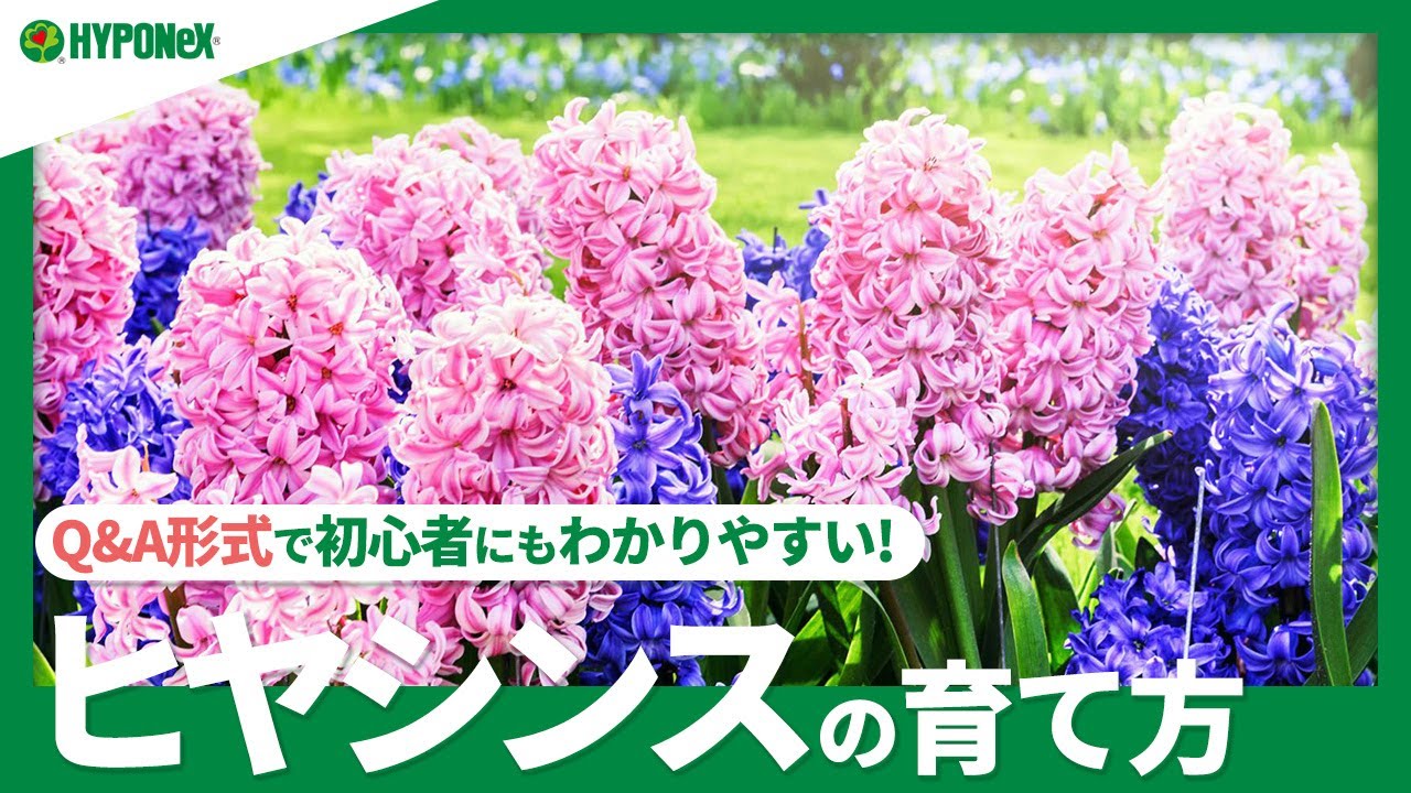 ☘21:ヒヤシンスの育て方｜水耕栽培の方法は？品種や球根の増やし方もご紹介｜【PlantiaQ&A】植物の情報、育て方をQ&A形式でご紹介