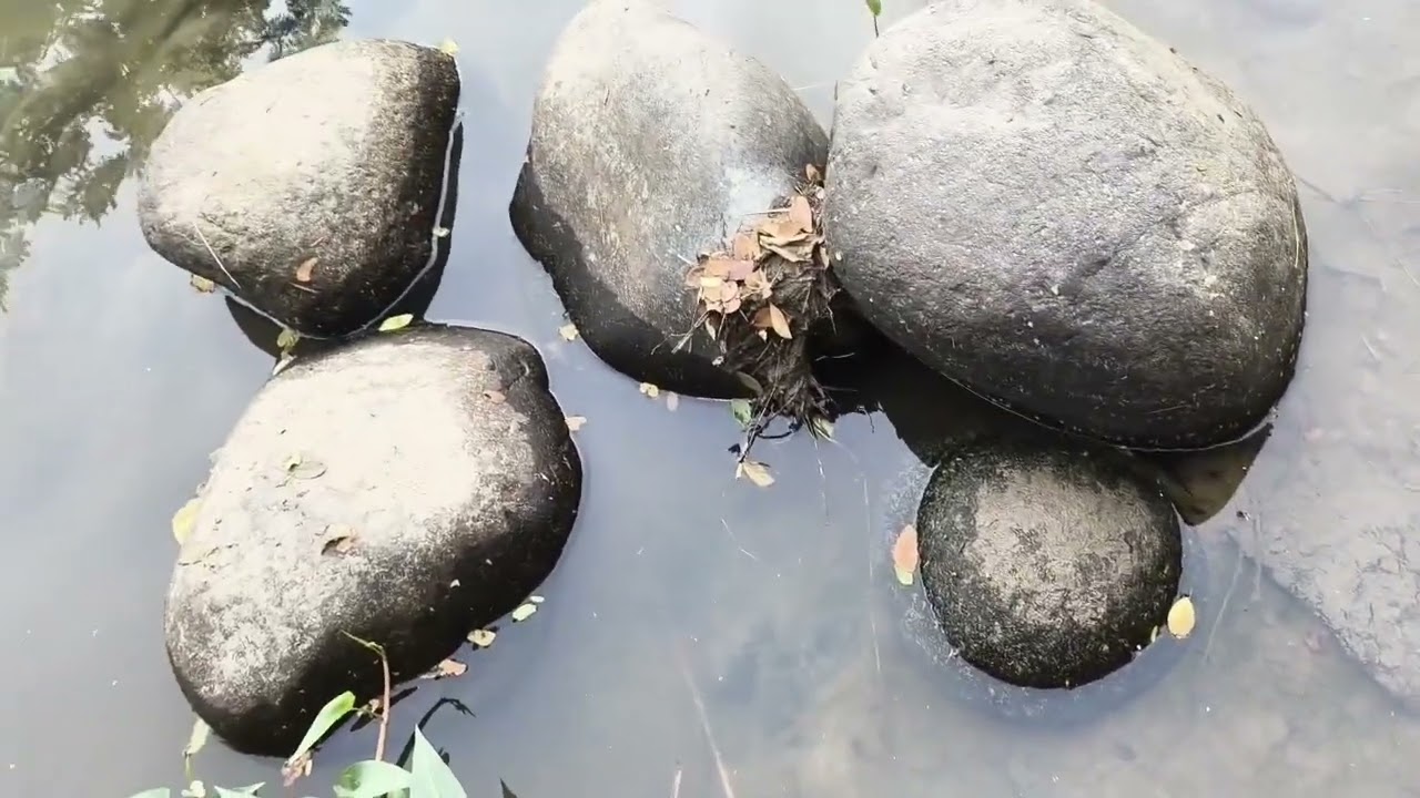 Wow ang ganda ng mais ni Siano ang lalaki ng bunga. 