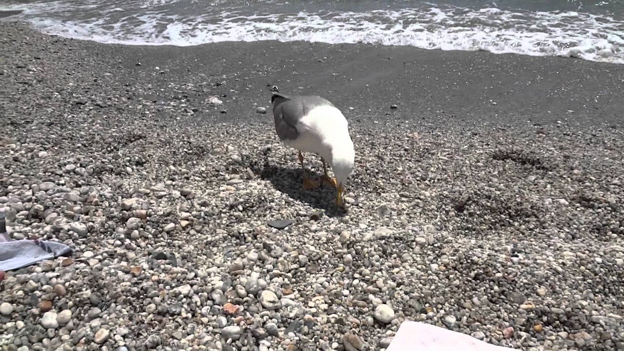 engraissage d'une mouette!!!
