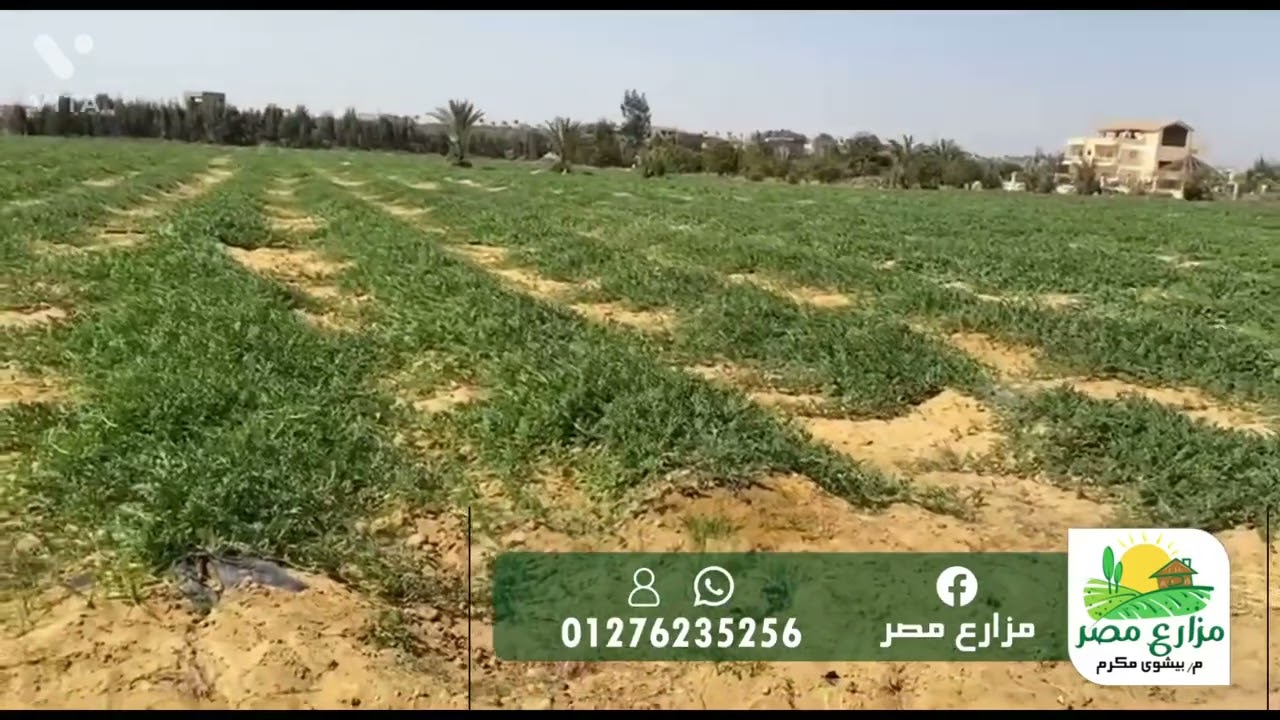 فدان و ربع لقطة طريق مصر اسكندرية دخلة ابو غالب الكيلو ٥٨ امام الريف الاوروبي مسجلة شهر عقاري
