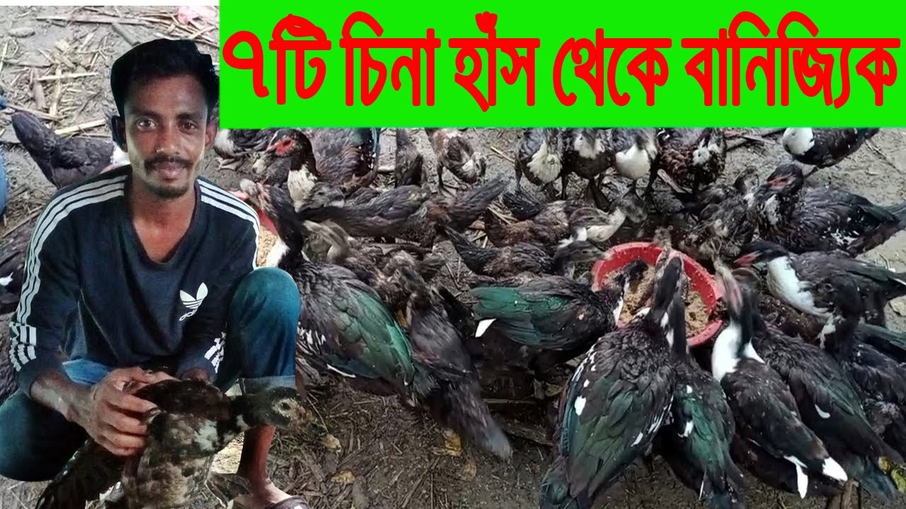 চিনা হাঁস লালন পালন পদ্ধতি / চিনা হাঁসের বাচ্চার দাম / চিনা হাঁসের ডিম কত দিনে ফুটে