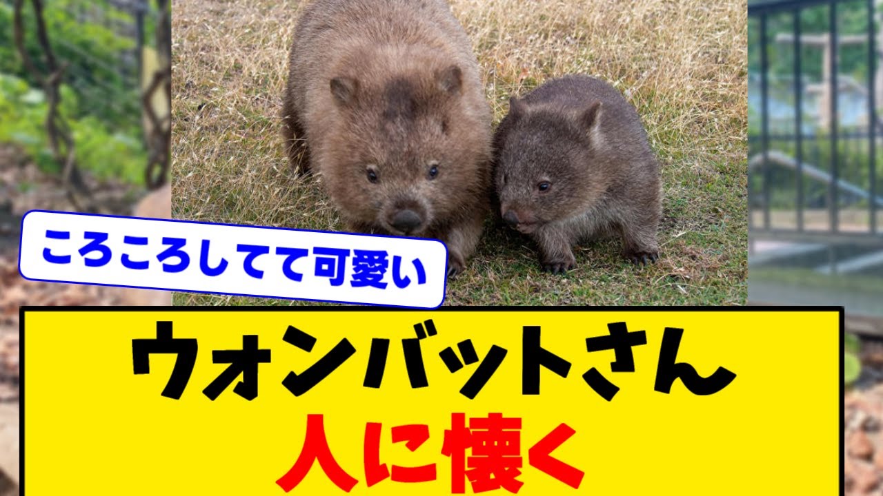 絶滅危惧種ウォンバットさん、かわいい