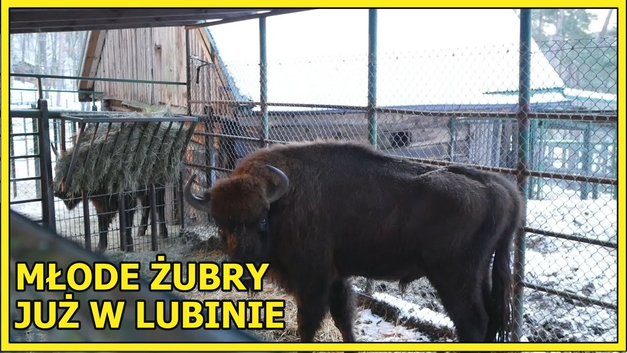 Lubin: Pobrzęk i Pobłysk już w ogrodzie zoologicznym