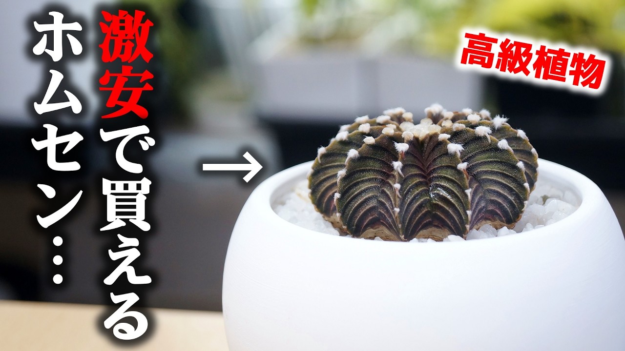 コレ、買わなきゃ損です！高級観葉植物が激安で買えるホムセン♪【サボテン】