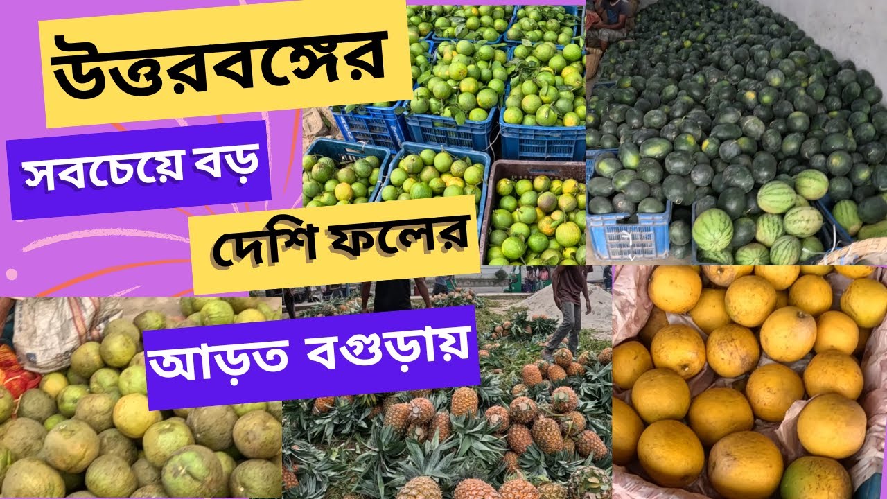 উত্তরবঙ্গের সবচেয়ে বড় দেশি ফলের আড়ত।#Fruits market#Bogura#Akhlas
