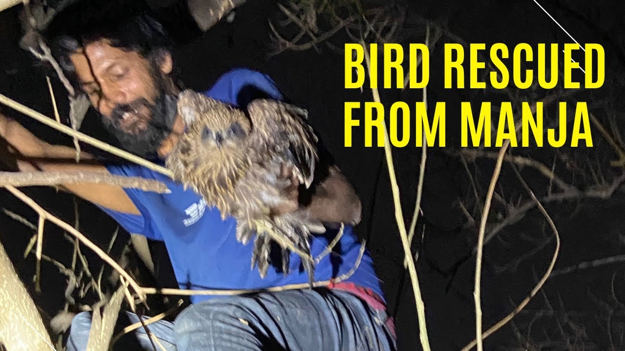 Bird Rescued From Manja