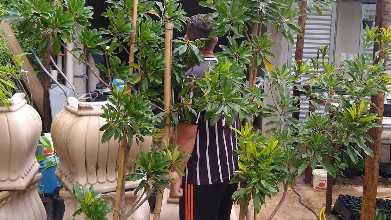 como conduzir o sapotizeiro uma das melhores frutíferas para vaso ou chão fruta deliciosa