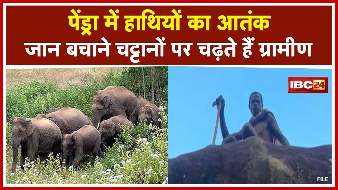 Pendra Elephant Attack : हाथियों का आतंक | जान बचाने चट्टानों पर चढ़ते हैं ग्रामीण