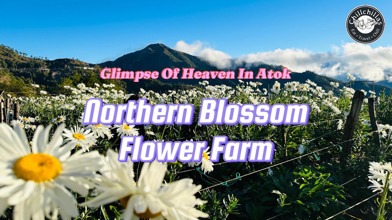 [4K] Northern Blossom Flower Farm | Atok, Benguet
