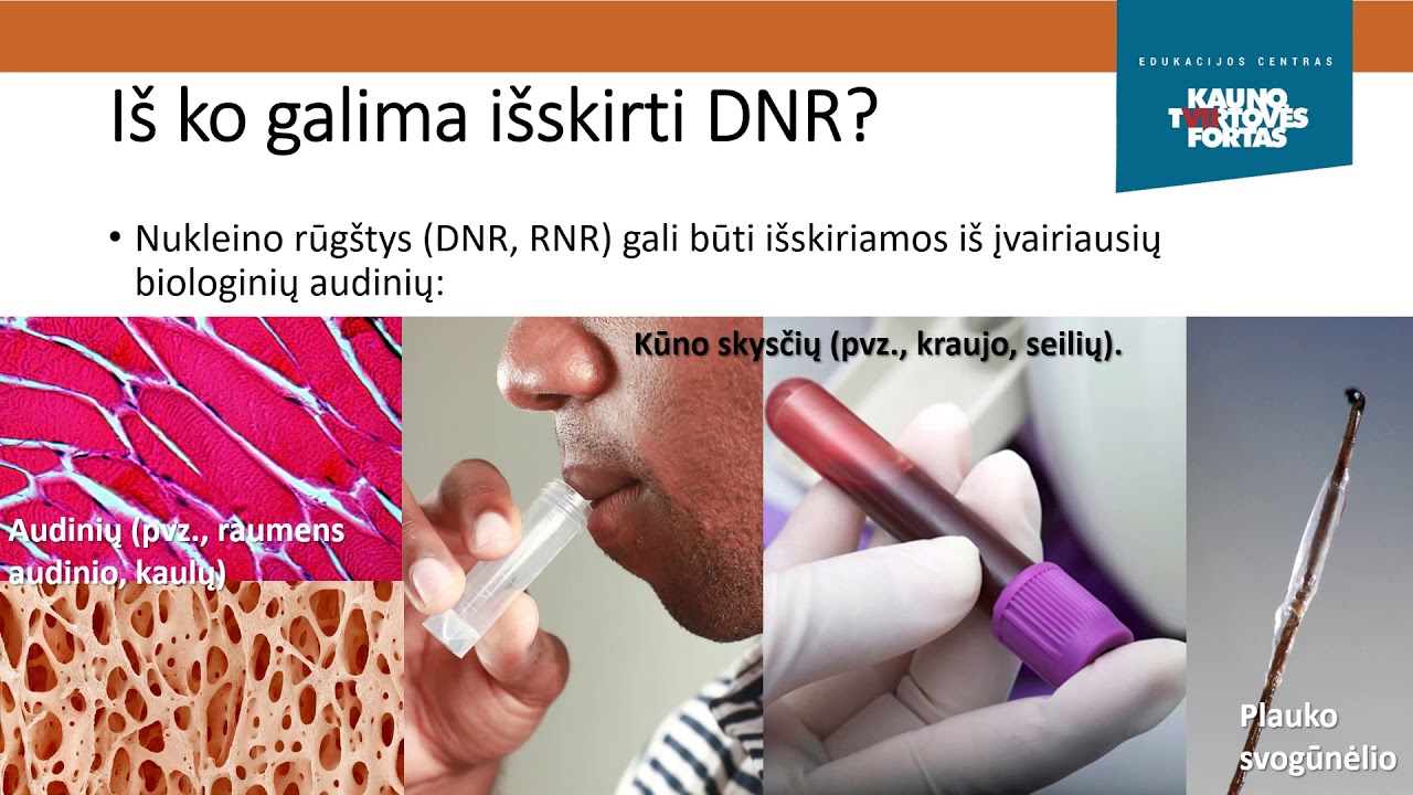 DNR ir jos struktūra. Teorinė pamokos dalis