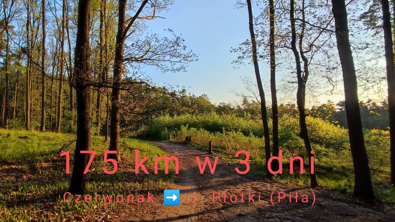 1. Czerwony szlak, Czerwonak ➡️ J. Płotki (Piła). Wędr&oacute;wka 175 km w 3 dni.