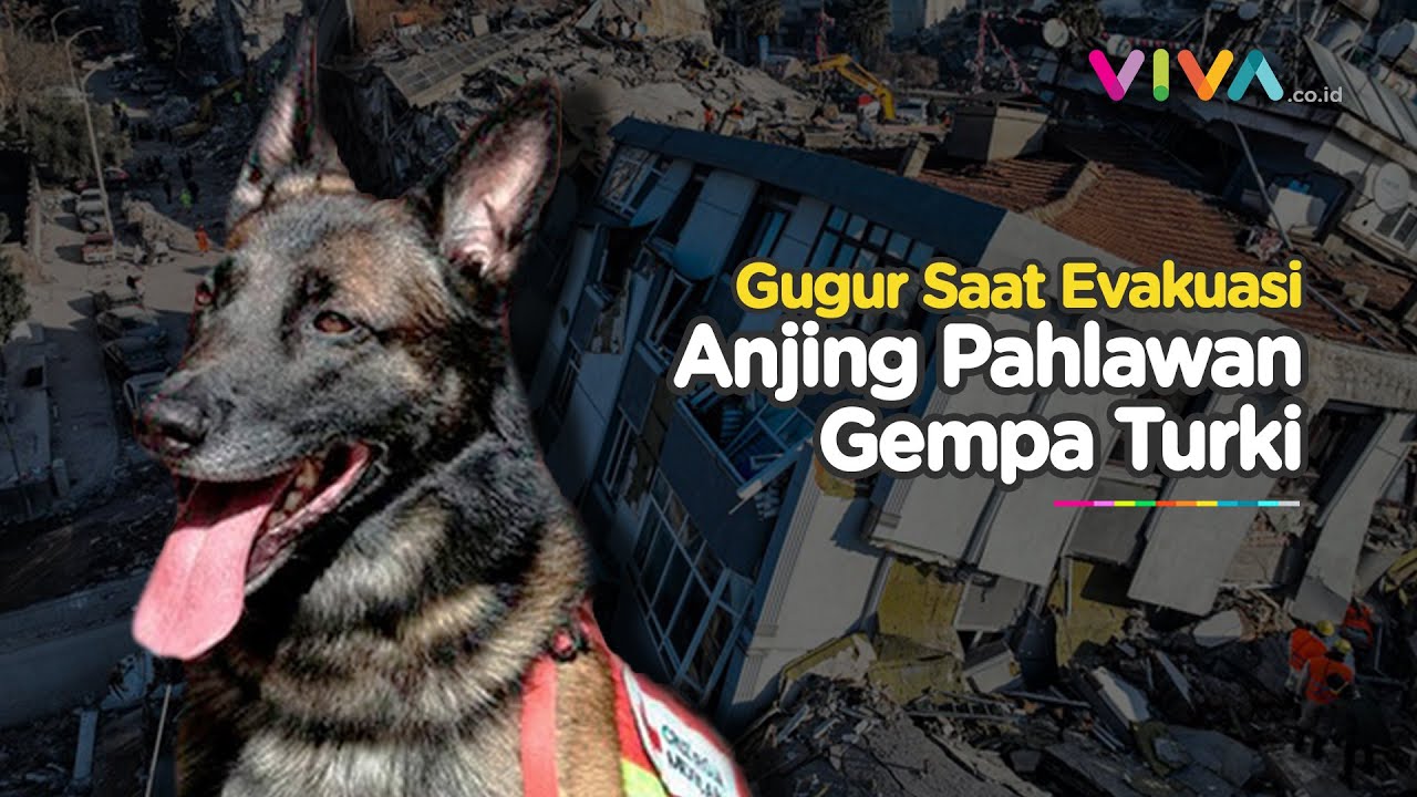 Proteo, Anjing Heroik Gugur Saat Selamatkan Korban Gempa Turki