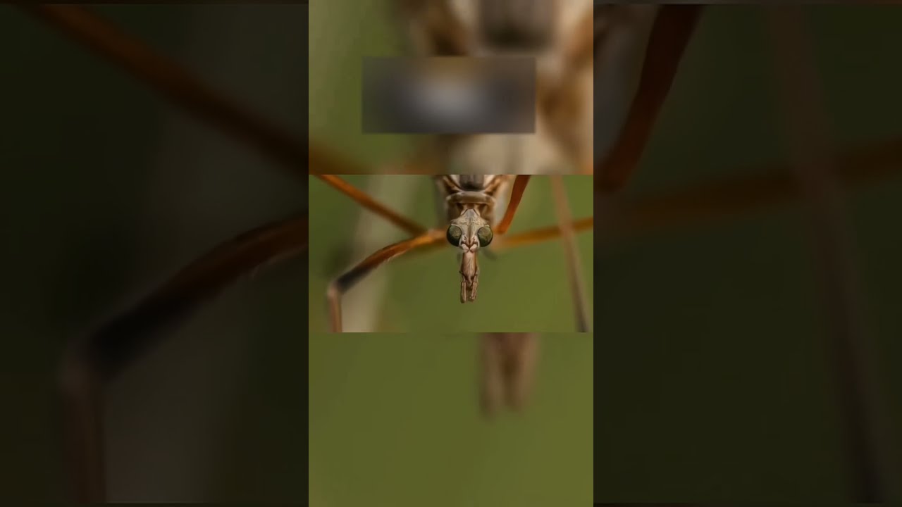 Ни в Коем Случае Не Давите Это Насекомое!😨 #shorts #насекомое #комар
