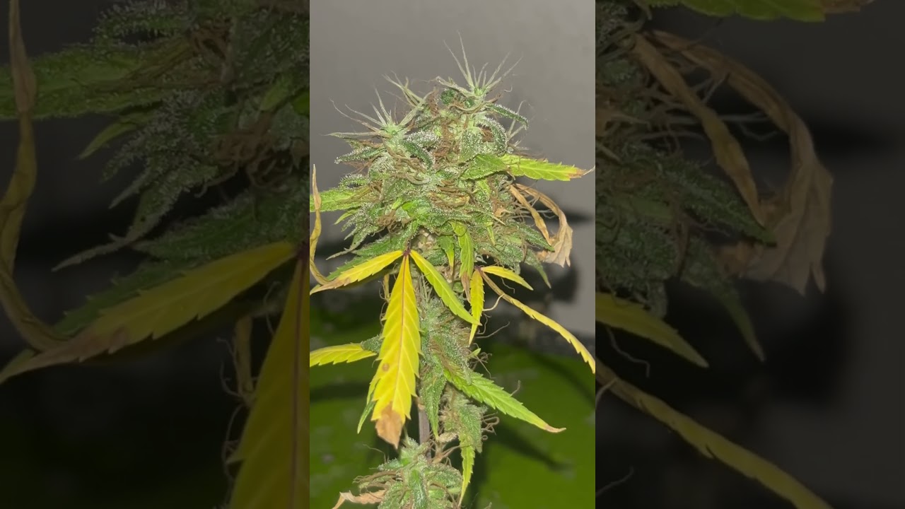 Two different phenotypes of blue gelato 43 #microgrow #kush #aquaponics #420 #gardening