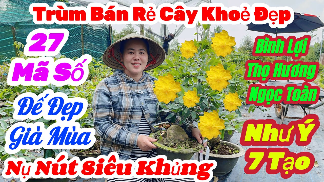 🌼22/1☎️0966 200 503👉Gặp Ngọc🌲Mai Vàng Giá Rẻ🌲Xã 27 Mã Số Nhiều Giống Già Mùa Nụ Khủng Đế Đẹp Giá Rẻ 