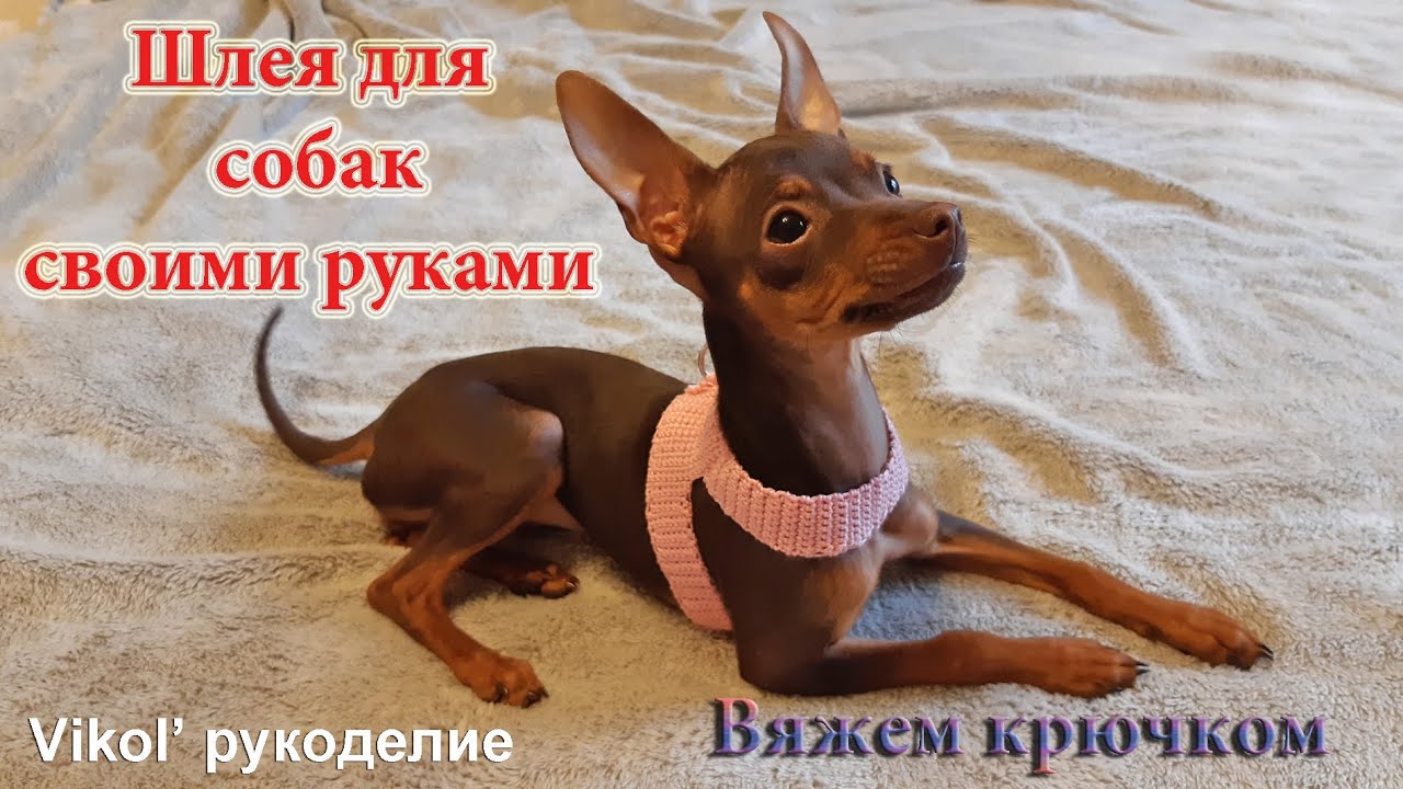 Шлея для собак своими руками. Вязание крючком шлеи