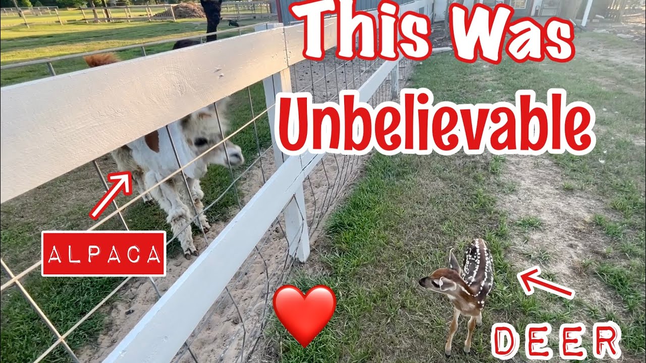 Alpaca Meets Fawn: Annie & Elvira