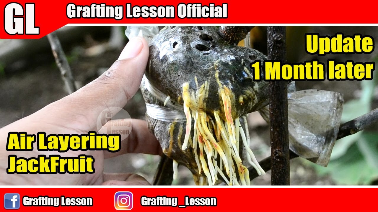 Jackfruit Air Layering 1 Month Get Awesome Roots