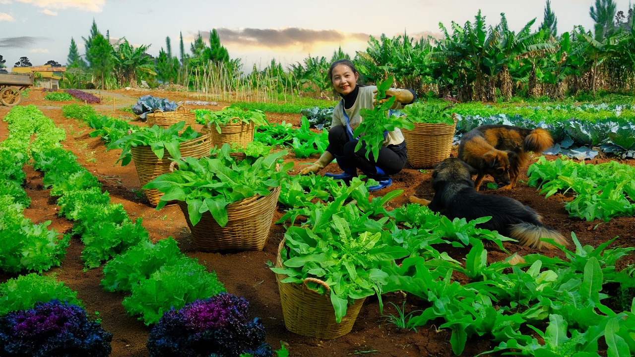 Plant Bottle Gourds, Harvest Cos Lettuce Goes To Market Sell – Animal Care, Build Farm