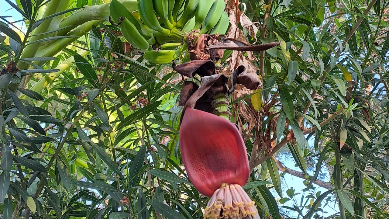 Marmaris Hotel Pașa Beach