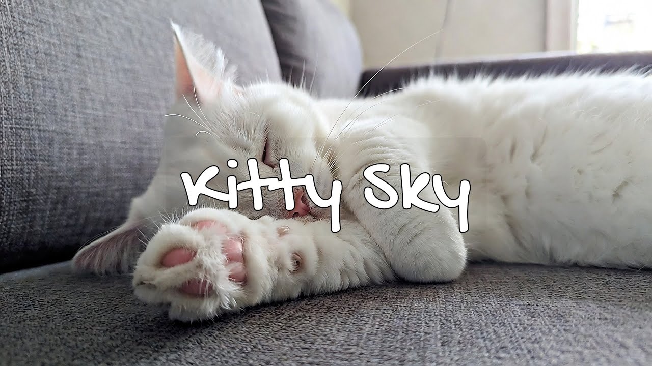 LIVE Cute Sleeping Cat That Makes You Feel Relaxed 😌 | Season 5 | 24/7 Lofi Radio 📻