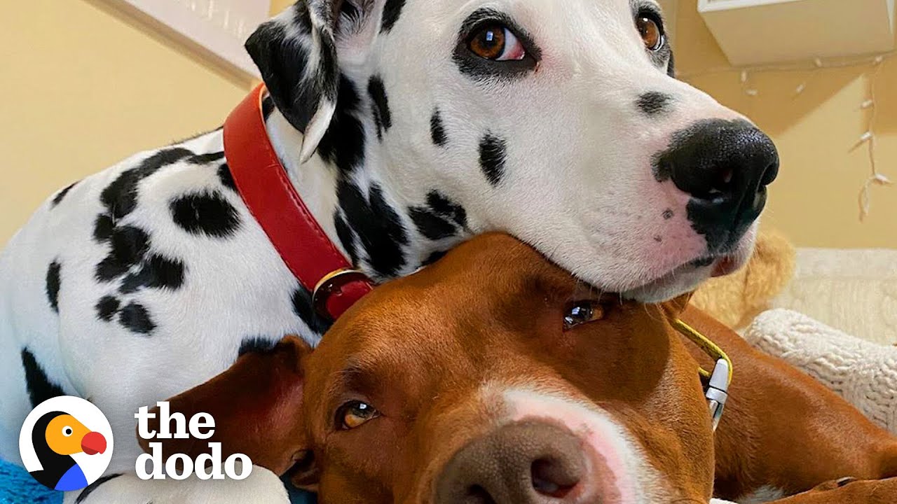 Dog BFFs Get Their Parents To Start Dating | The Dodo