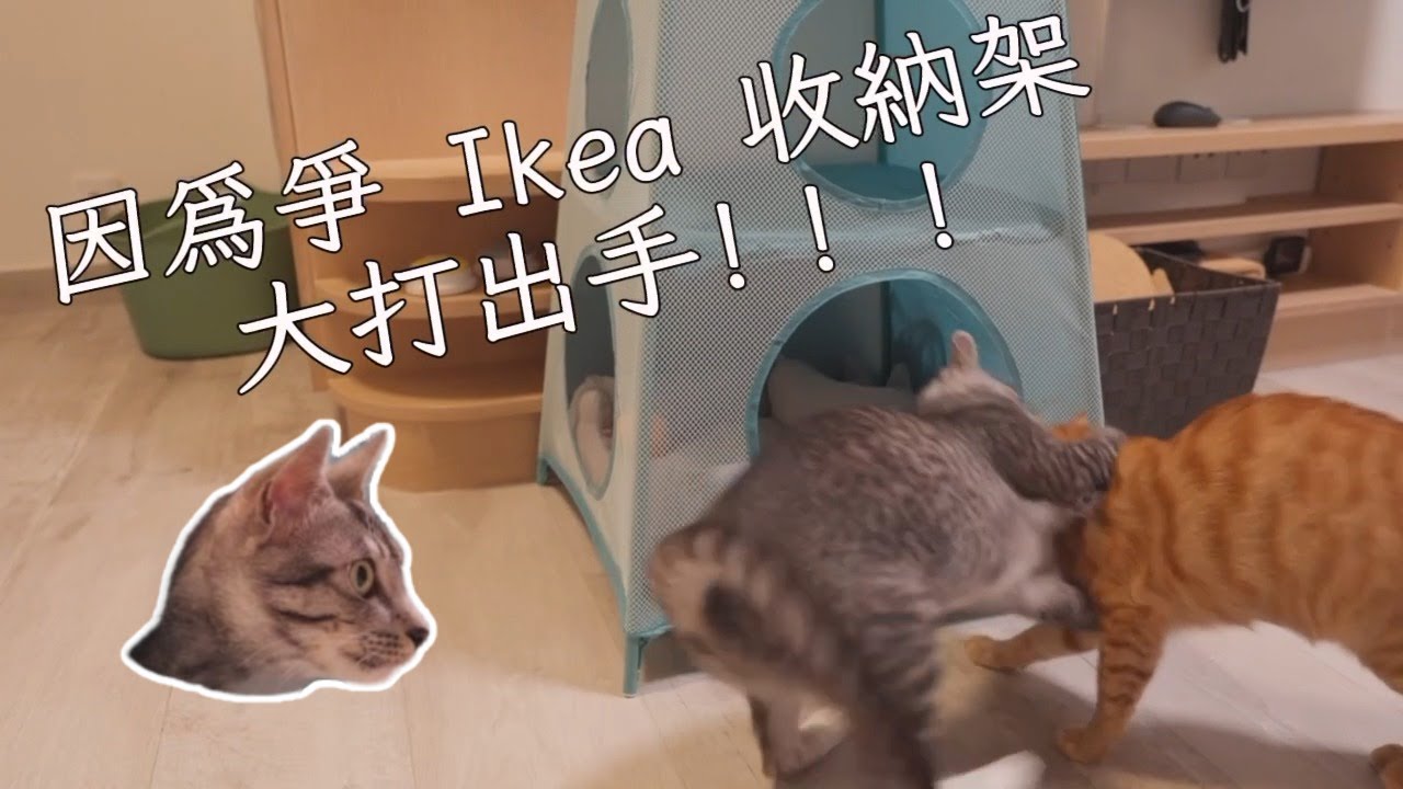 貓主子驗收！IKEA收納架變身專屬貓窩｜開箱  #貓用品開箱 #ikea   DIY IKEA Shelf Transformed into Purr-fect Kitty Condo