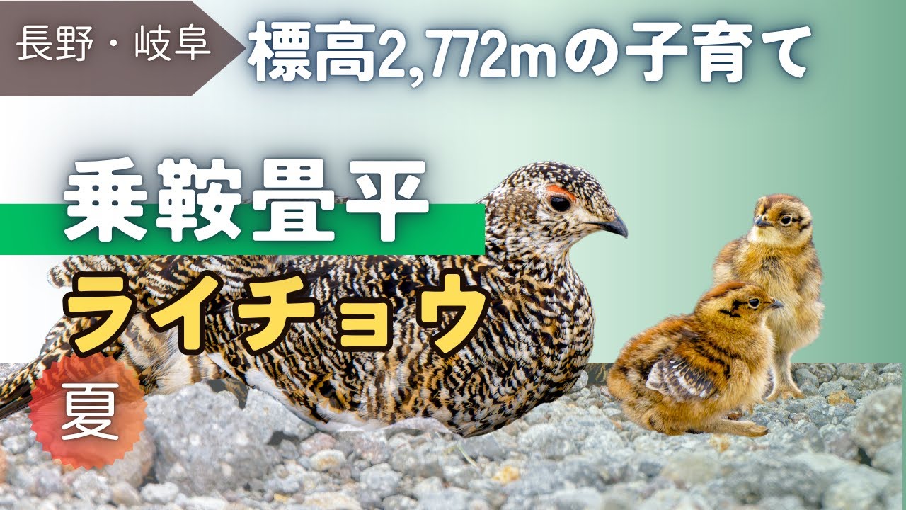【野鳥観察】可愛いライチョウ親子！標高2,772ｍの子育てと砂浴び｜夏の乗鞍畳平