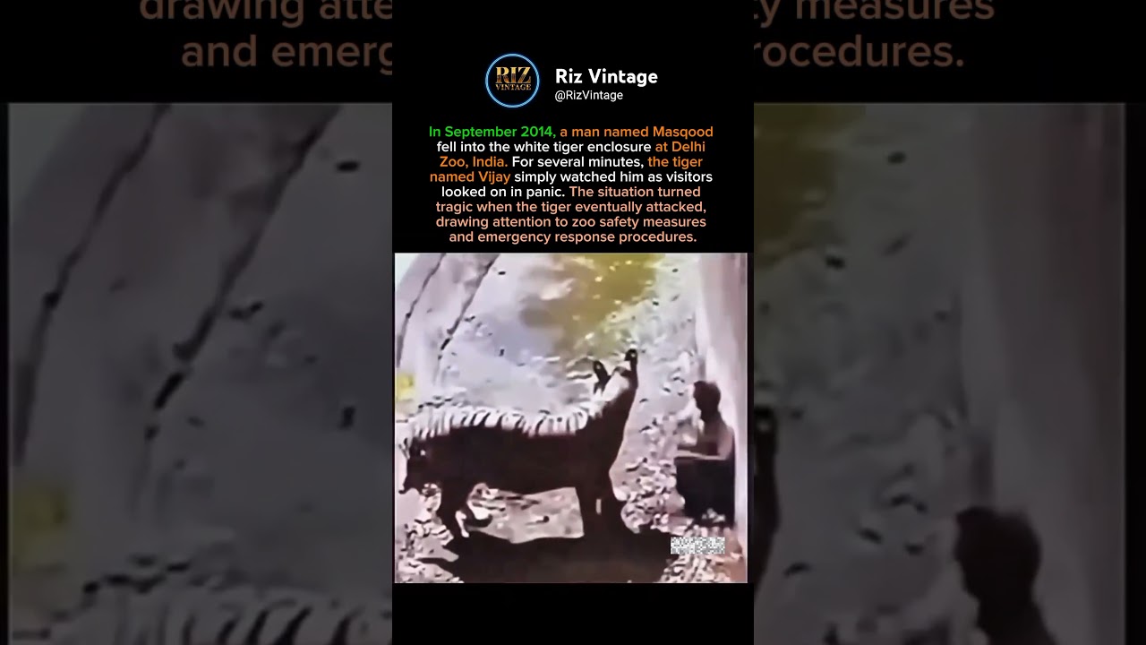 Man Enters White Tiger Enclosure at Delhi Zoo, Ends in Tragedy 😨🦁