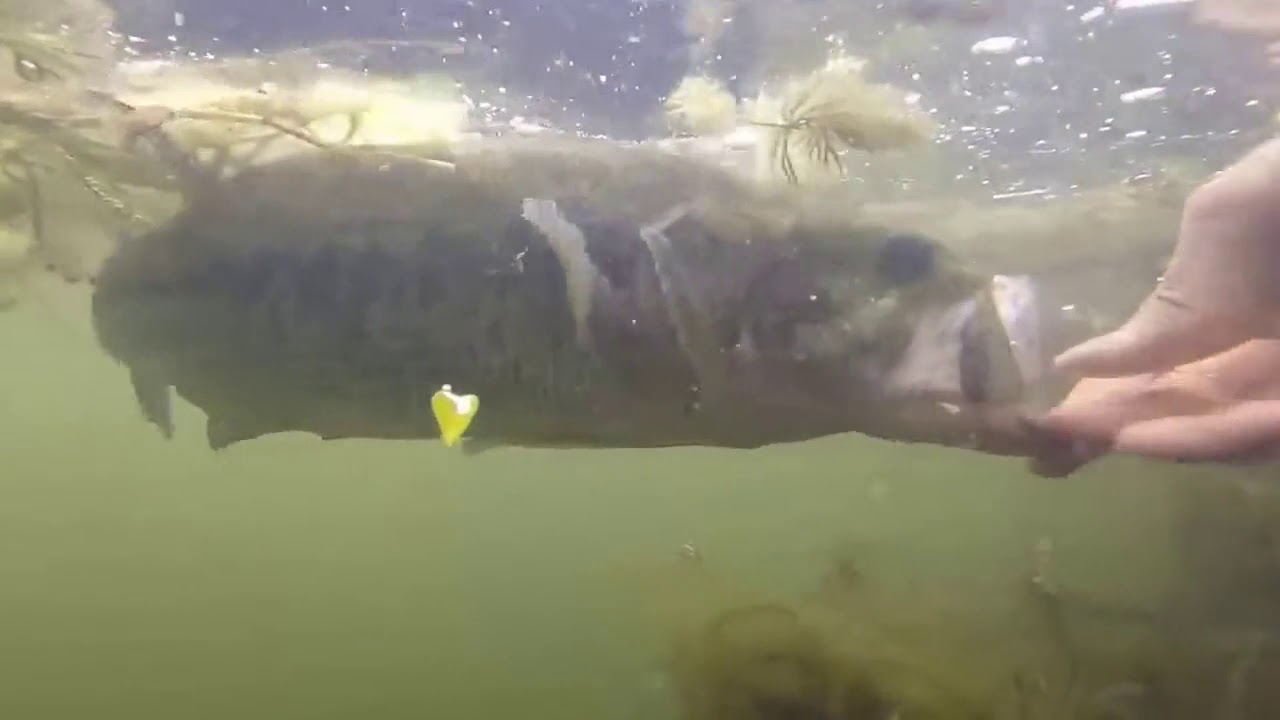Z man finesse wormZ 7 bass fishing