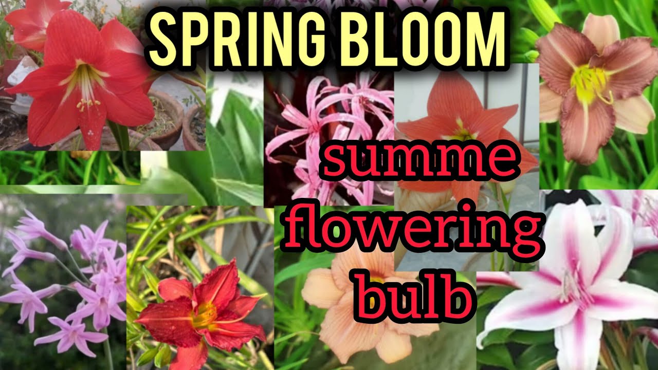 Best 11 Summer Flowering Bulbs To Plant In Spring Season || summer flowering bulbs in pots