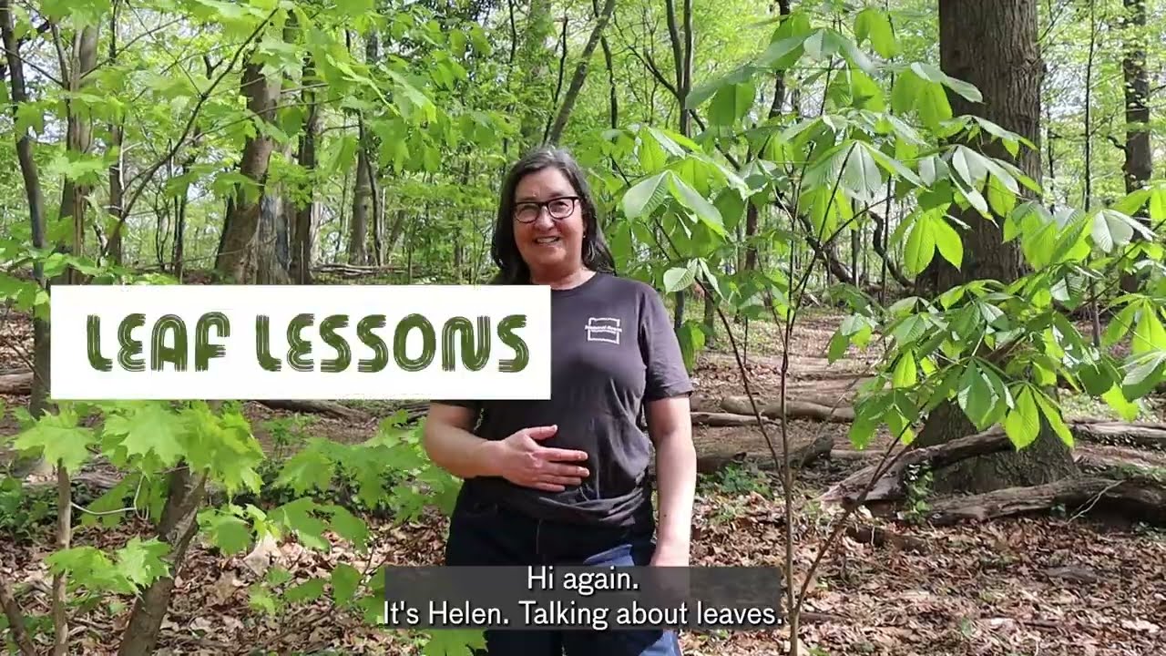 Leaf Lessons: Opposite vs. Alternate Leaf Arrangements