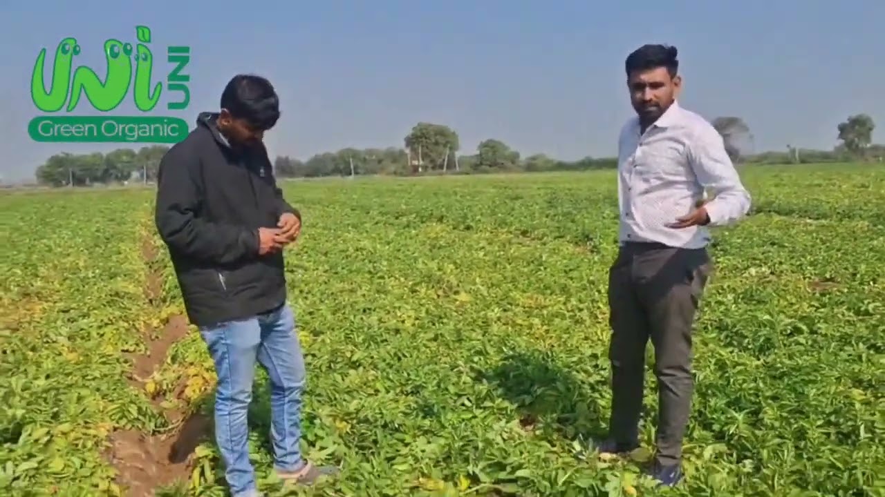 Organic fertilizer in potatoes Unigreen organic Kapadvanj 