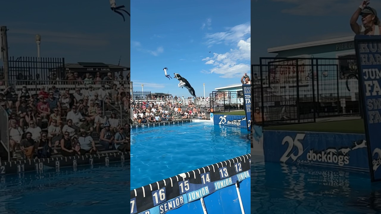 What the heck are they feeding these puppies?! #gooddog #dockdogs #dogtricks