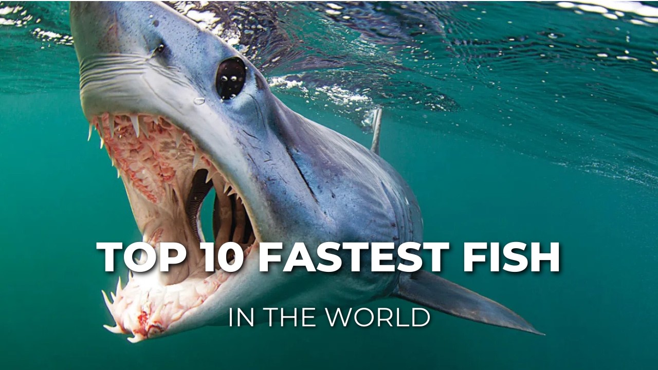 These Fish Are Faster Than Cars | King of Sea Speed