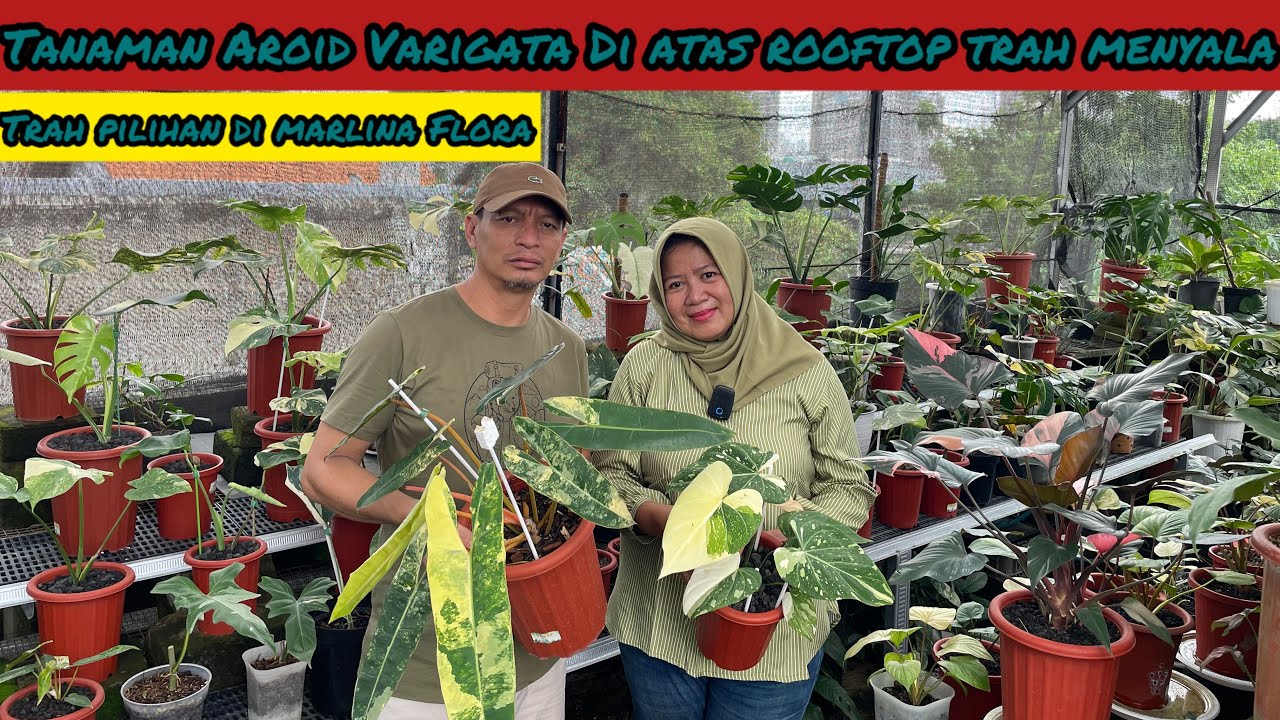 TANAMAN AROID VARIGATA DI ROOFTOP TRAH MENYALA⁉️