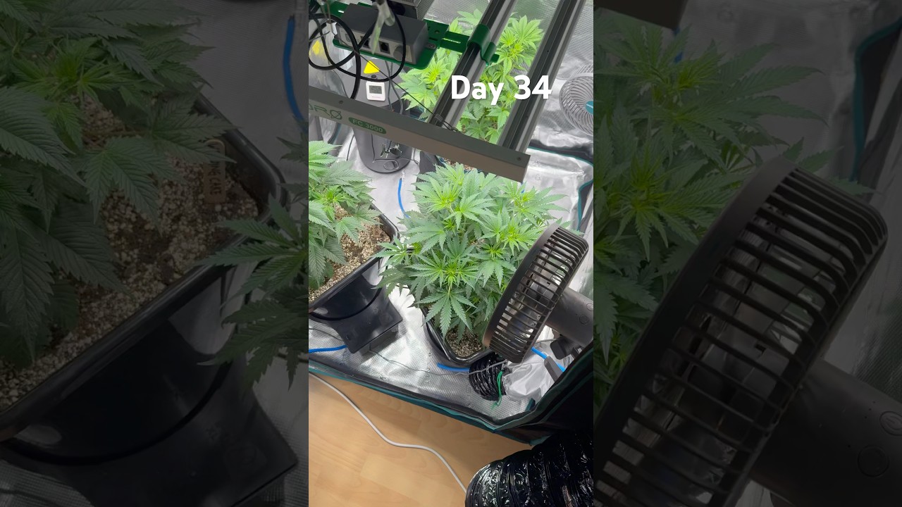 Wedding Cake #day34 #shorts #trending #plants #garden #grow #homegrow #cannabis #autopot