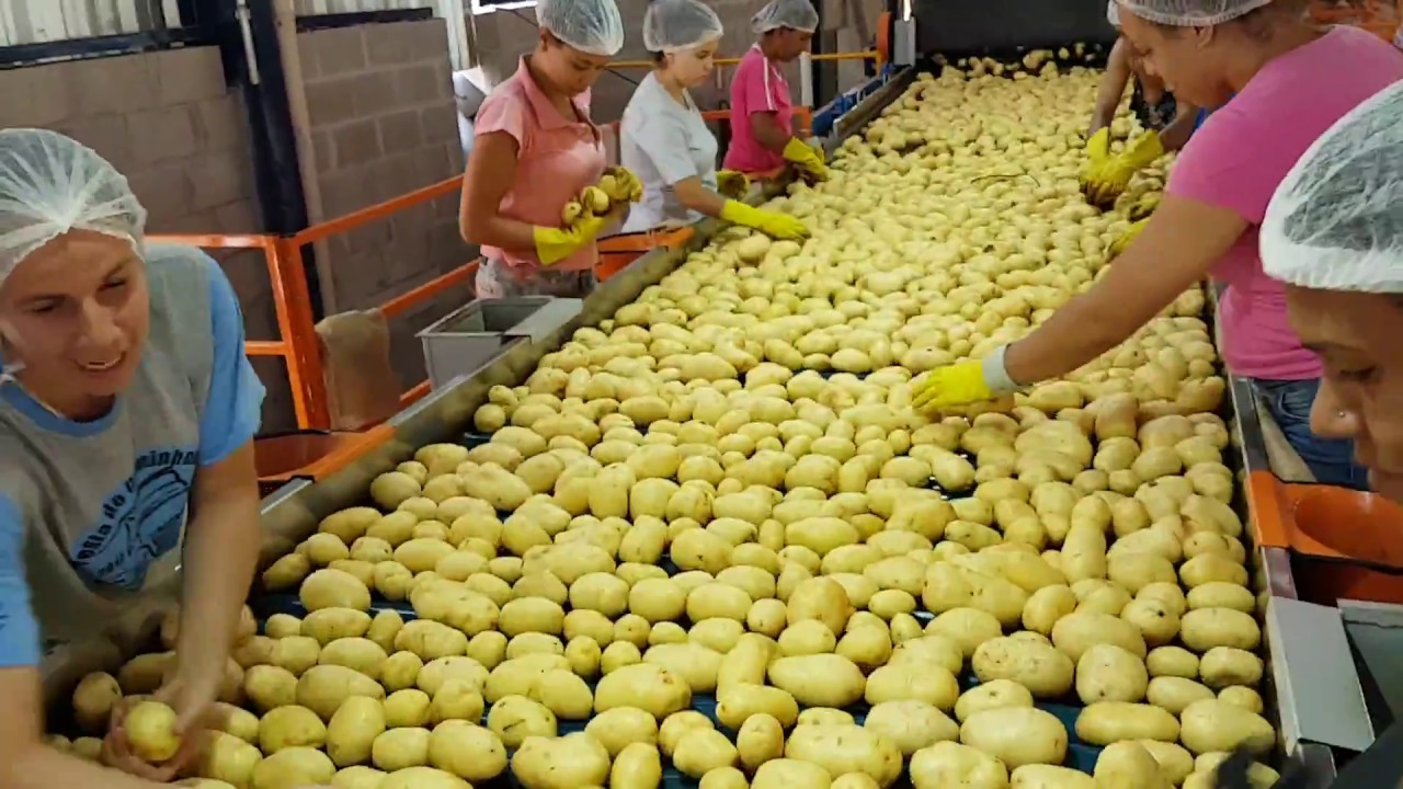 Máquinas para Lavar e Classificar Batata - CCR
