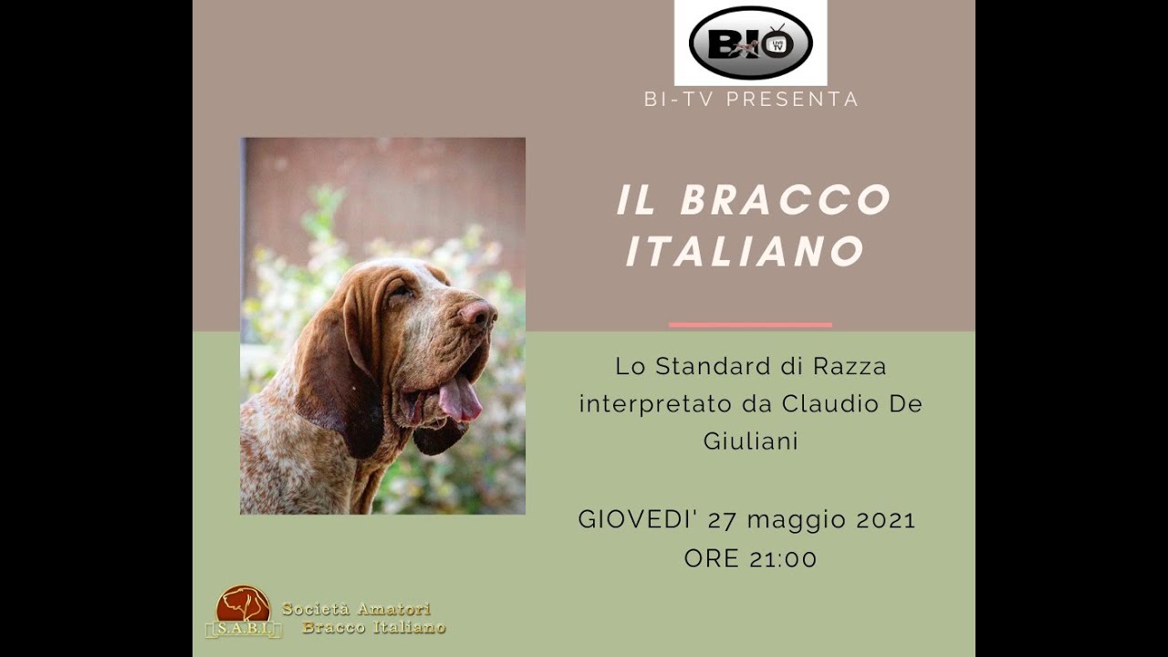 Lo standard del BRACCO ITALIANO 1a parte - Regione della TESTA