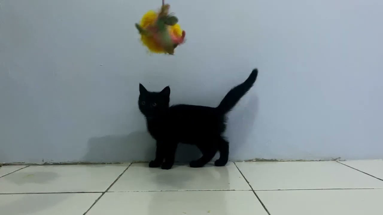 This Black Kitten Can’t Stop Smiling While Playing With a Quill