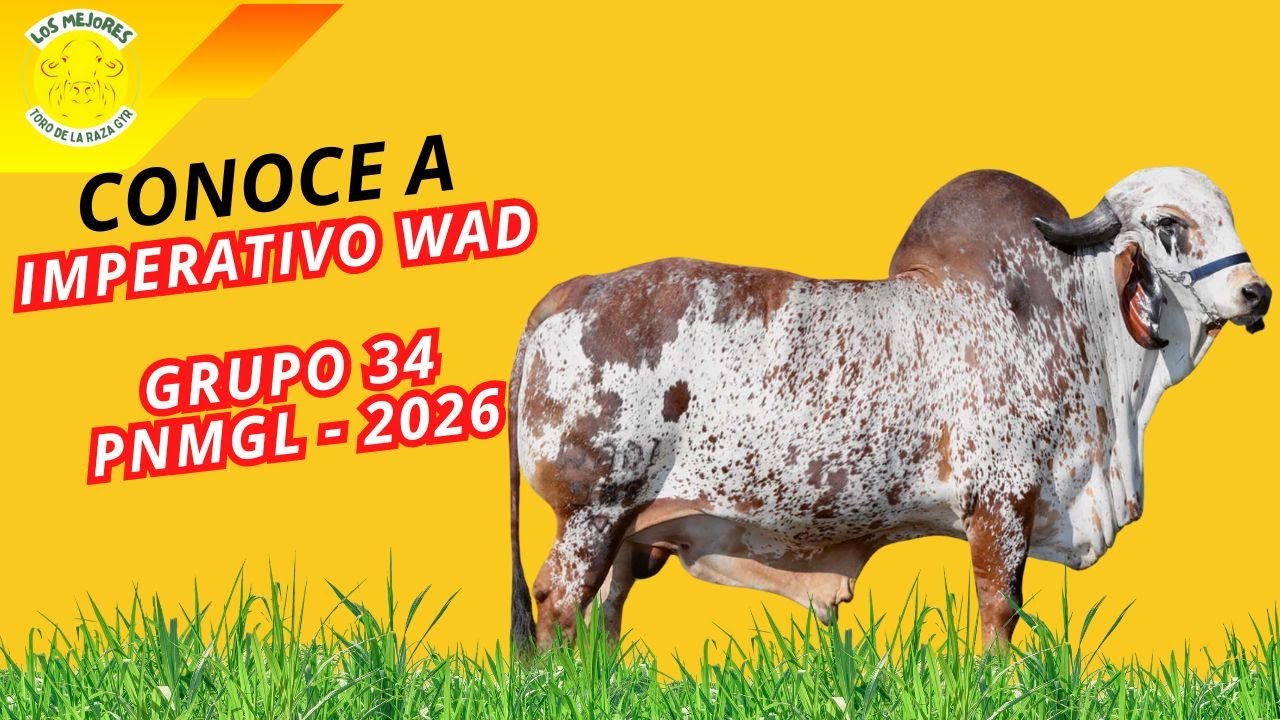 CONOCE A IMPERATIVO WAD - GRUPO 34 PNMGL - 2026