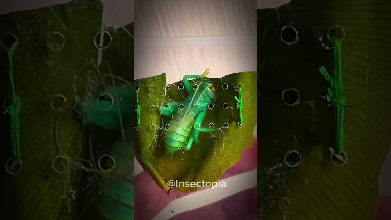 My nest was damaged, but I fixed it myself || #Guomashan Excellent #cricket