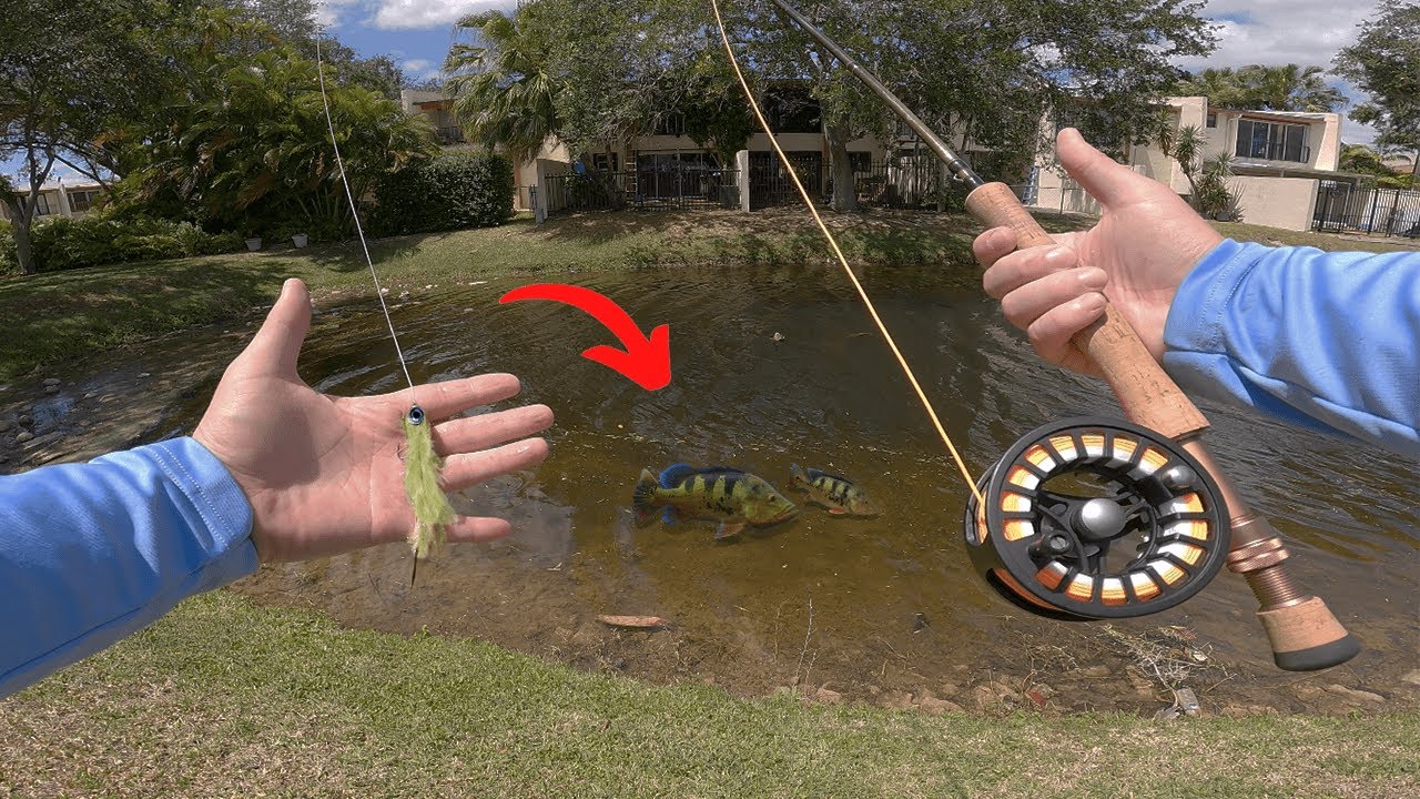 Fly Fishing for Peacock Bass in Florida | Urban Amazon