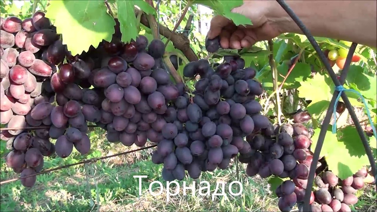 Торнадо