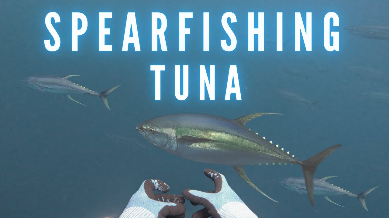 Spearfishing Tuna | Costa Rica | Freediving | Yellowfin Tuna