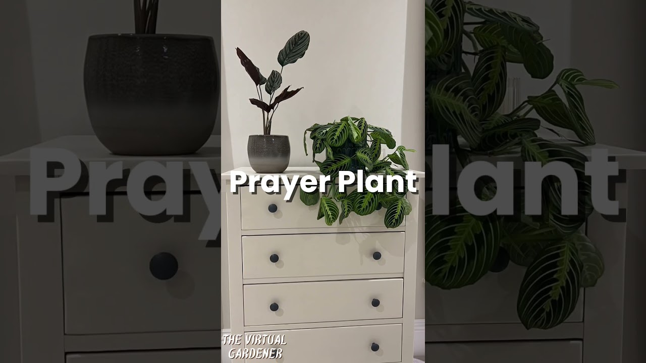 5 pet-friendly plants that are also air purifiers! 🌿🐾